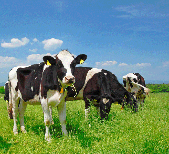 Livestock feed business